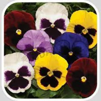 Pansy Plant