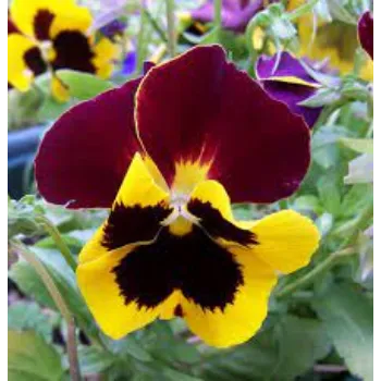 Pansy Plant