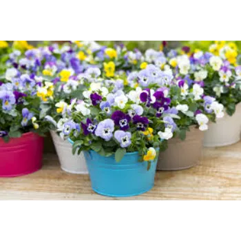 Pansy Plant