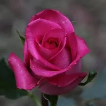 Organic Pink Rose 