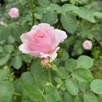 Pink Rose Flower