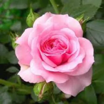 Pink Rose Flower