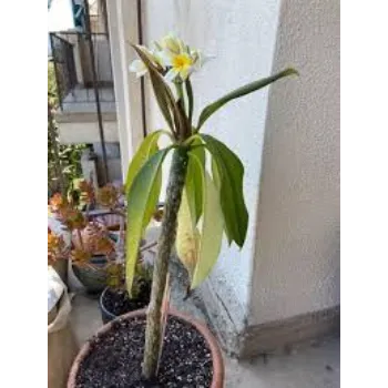 Plumeria Plant