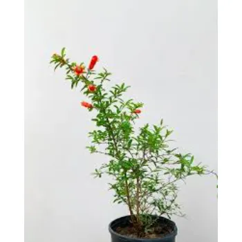 Pomegranate Plant