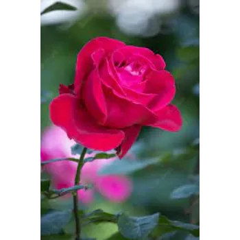 Dried Rose Flower