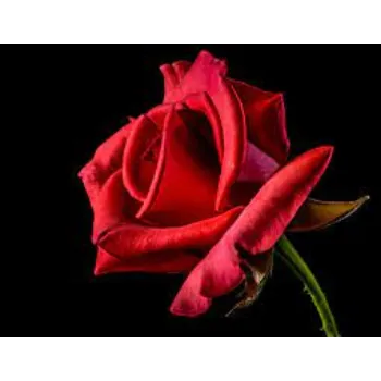 Fresh Red Rose Flower Manufacturer