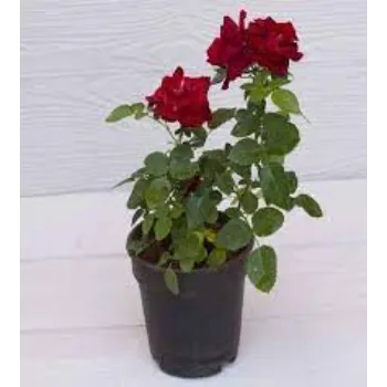 Rose Plant