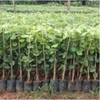 Fresh Sandalwood Plants