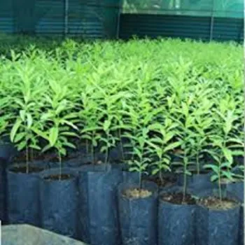 Natural Sandalwood Plants