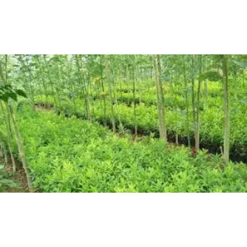 Common Sandalwood Plants 