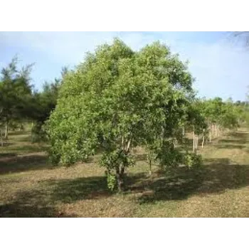 Fresh Sandalwood Plants