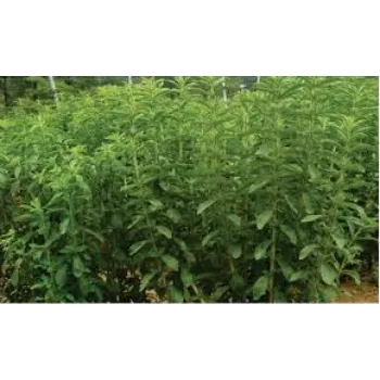 Dried Stevia Leaves