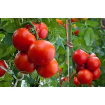 Fresh Tomato Plant