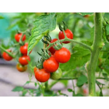 Fresh Tomato Plant