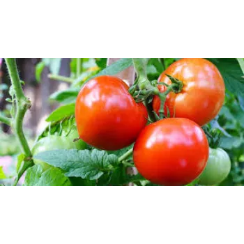 Common Tomato Plant