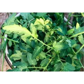 Fresh Tomato Plant