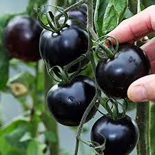   Natural Black Tomato