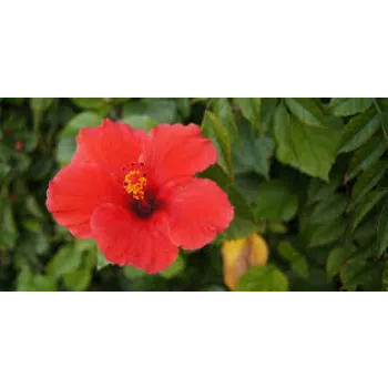 Organic Tropical Flowers