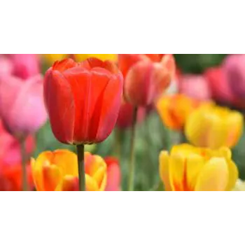 Fresh Tulip Flower Exporter