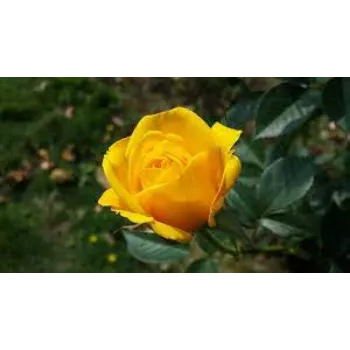 Fresh Yellow Rose