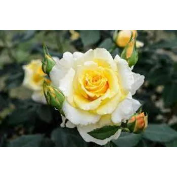 Organic Yellow  Rose