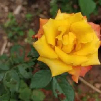 Yellow Rose 