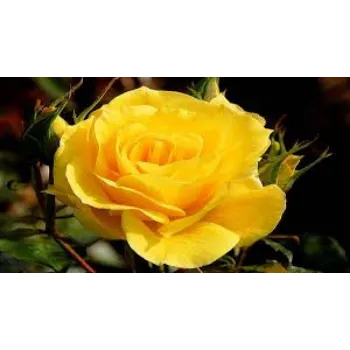 Yellow Roses