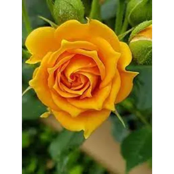 Yellow Rose Flower