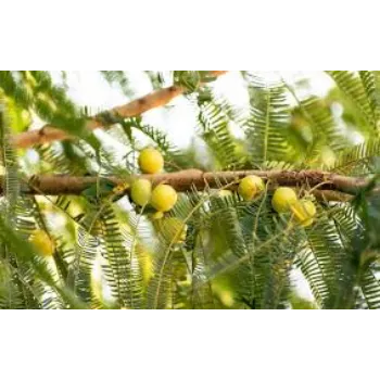 Amla Plant