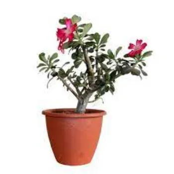 Adenium Plant