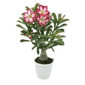 Adenium Plant