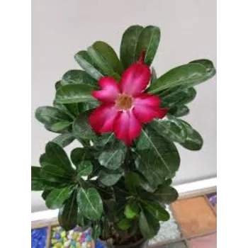 Fresh Adenium Plant