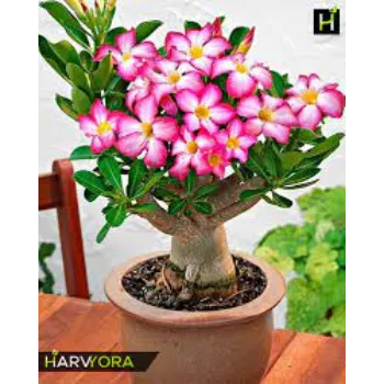 Organic Adenium Plants