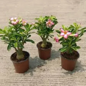 Fresh Adenium Plant