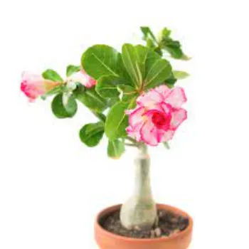 Common Adenium Plants