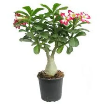 Natural Adenium Plant