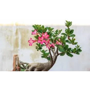 Common Adenium Plant