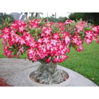 Natural Adenium Plant