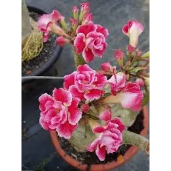 Fresh Adenium Plant