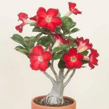 Natural Adenium Plant