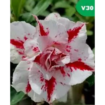 Natural Adenium Plants