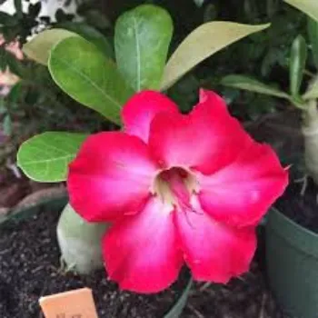 Organic Adenium Plant