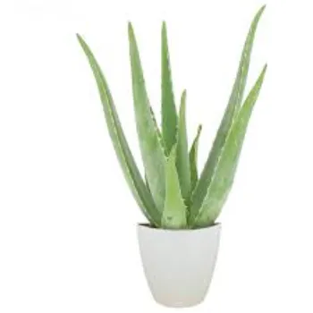 Aloe Vera Plants