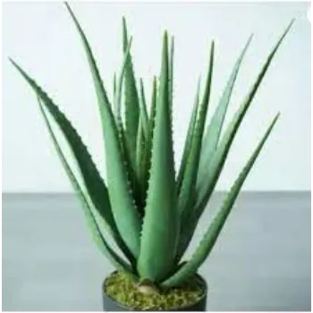 Organic Aloevera Plants