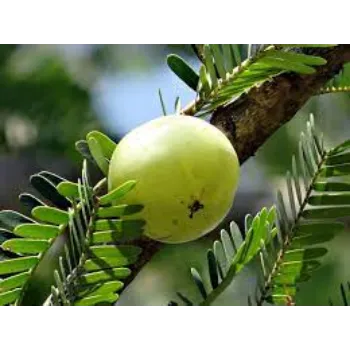 Amla Plants Manufacturer