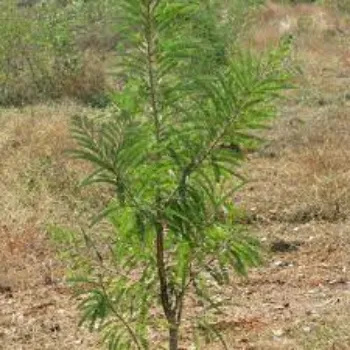 Natural Apple Plants