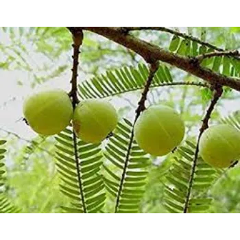 Organic Amla Plants