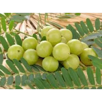 Natural Amla Plant Manufacturer