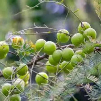 Amla Plants Manufacturer