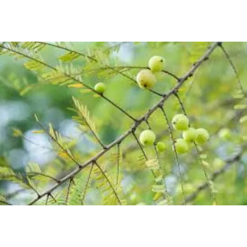 Natural Amla Plant